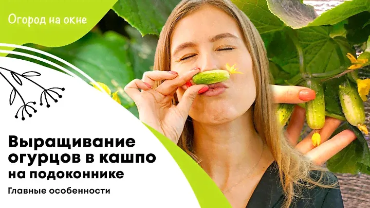 Все особенности выращивания огурцов в огороде на окне