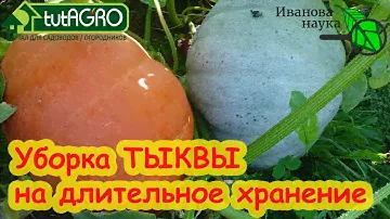 СРОКИ УБОРКИ ТЫКВЫ НА ДЛИТЕЛЬНОЕ ХРАНЕНИЕ. Ни одна тыква не сгниет!