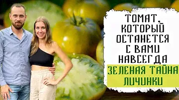 Томат, который занял моё сердце -  Зеленая тайна личинки.  Совместная работа с агрофирмой Партнер