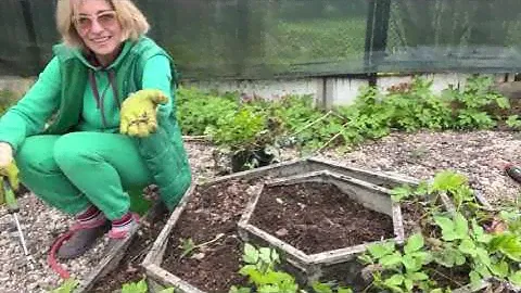 КЛУБНИКА ИЛИ СНЫТЬ? ДАЖЕ ЖАБАМ ИНТЕРЕСНО ПОСМОТРЕТЬ