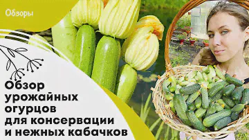 Обзор урожайных огурцов для консервации и нежных кабачков
