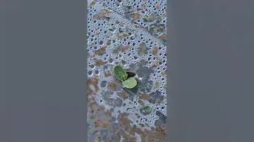 Выпускаем всходы 🌱🌱🌱