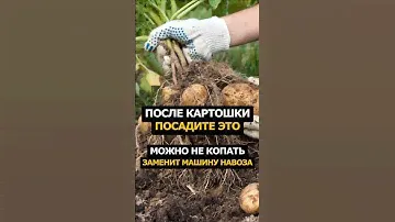 После картошки посадите это #сад #огород #рецепт #садоводство #дача