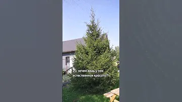 ЗАЧЕМ СТРИЧЬ ХВОЙНЫЕ? "Это ужасно!"