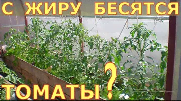 Жирование томатов МИФЫ и РЕАЛЬНОСТЬ