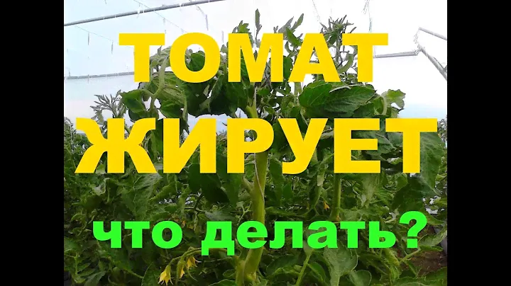 Жирование Томатов