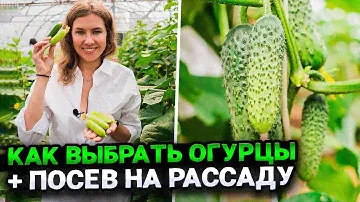 КАК ПРАВИЛЬНО ВЫБРАТЬ ОГУРЦЫ ДЛЯ СЕБЯ | ПОСЕВ ОГУРЦОВ НА РАССАДУ