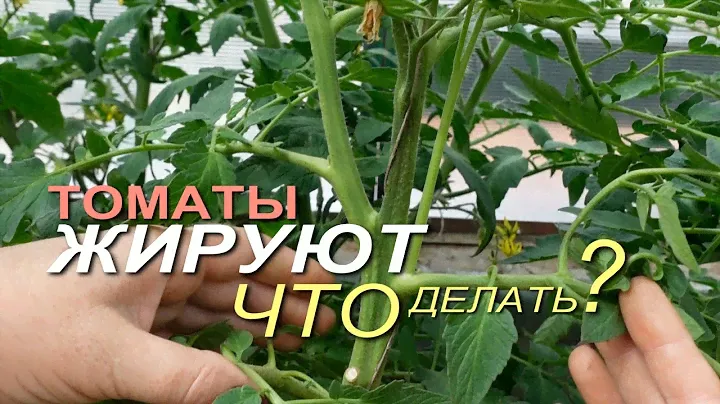 Несколько способов как остановить ЖИРОВАНИЕ ТОМАТОВ! Советы от ЗЕЛЕНОГО ОГОРОДА!