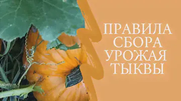 Как и когда собирать урожай тыквы ?