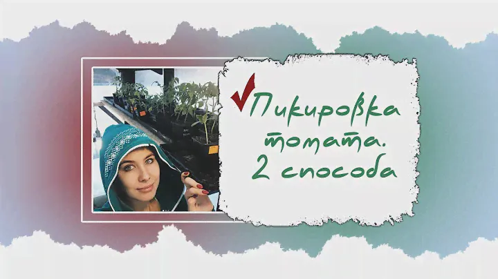 Правильно пикируем томаты! 2 способа!