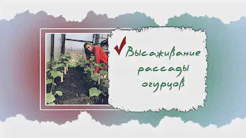 ПЕРЕСАЖИВАЕМ РАССАДУ ОГУРЦОВ В ОТКРЫТЫЙ ГРУНТ, ТЕПЛИЦУ